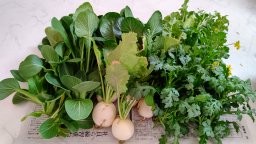 水耕栽培　収穫