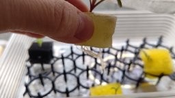 水耕栽培　自作容器と種まきトレー