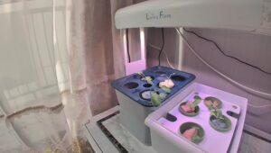 水耕栽培　必要な道具