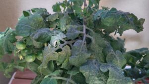 水耕栽培　うどん粉病
