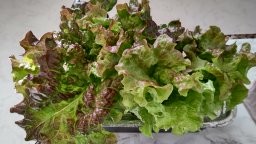 水耕栽培　容器の選び方