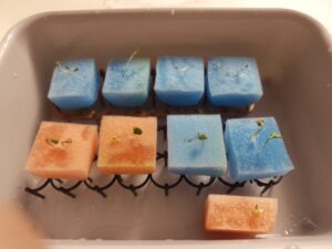 水耕栽培　徒長　発芽