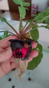 水耕栽培　容器