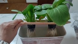 自作容器　水耕栽培