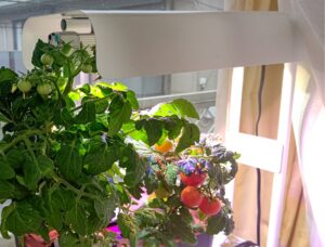 水耕栽培　必要な道具