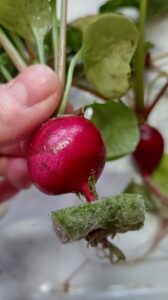 水耕栽培　容器の選び方