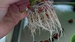 水耕栽培　百均道具