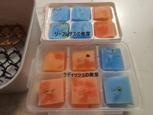 水耕栽培 自作キット