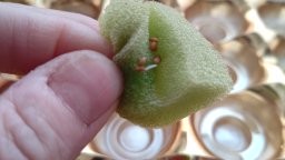 水耕栽培　種まき
