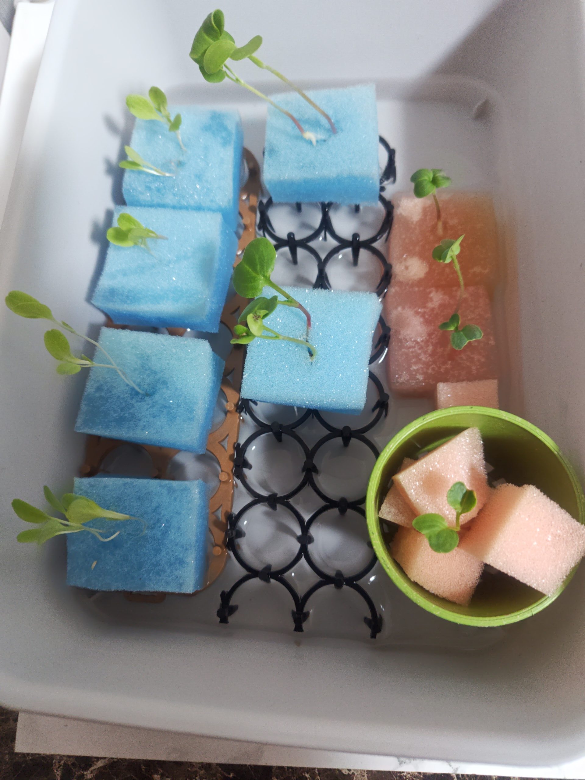 水耕栽培　徒長とは