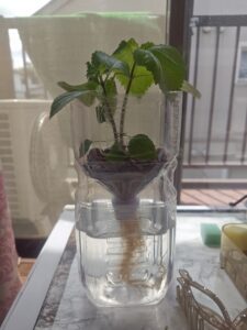 水耕栽培 ペットボトル栽培
