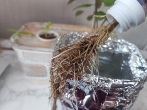 水耕栽培　シソ　ペットボトル栽培