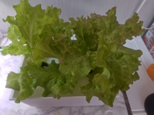 水耕栽培 リーフレタス