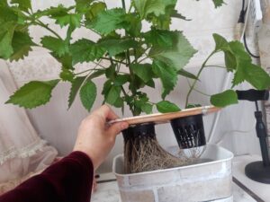 水耕栽培 大葉