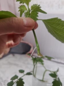 水耕栽培 挿し木