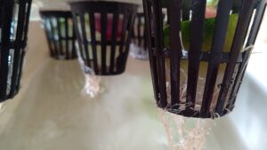 水耕栽培　ラディッシュ　自作キット