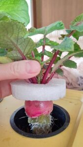 水耕栽培　ラディッシュ　自作キット