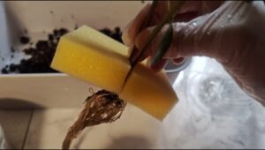 水耕栽培　ペットボトル栽培
