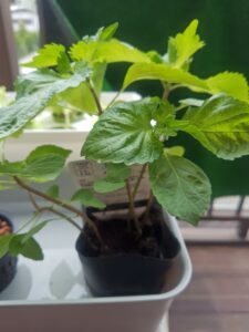 水耕栽培　ペットボトル栽培