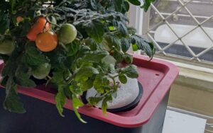 水耕栽培　レジナ　自作容器