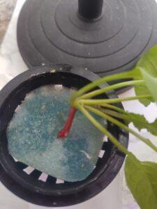 水耕栽培　害虫