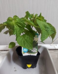 水耕栽培 シソ栽培 大葉