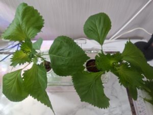 大葉 水耕栽培 播種
