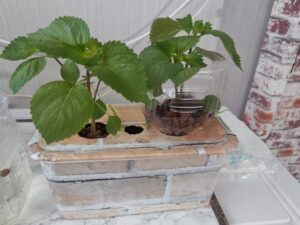水耕栽培　ペットボトル栽培