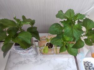 水耕栽培 シソ栽培 大葉