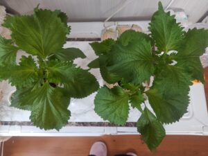水耕栽培 シソの根