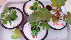 水耕栽培　多株植え