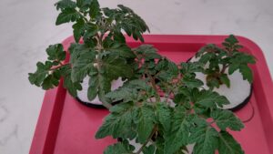 水耕栽培　3株植え　レジナ
