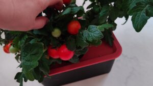 水耕栽培　お勧め5選