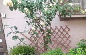 花壇DIY バラ