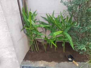露地栽培　ミョウガ