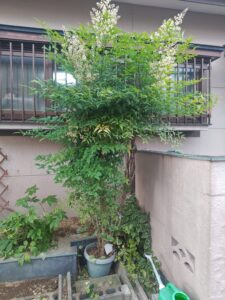 花壇DIY