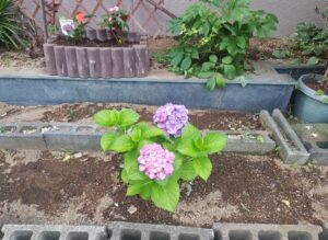 花壇DIY