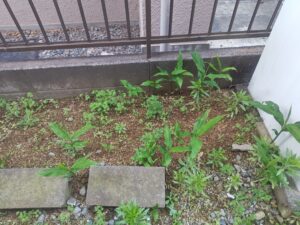露地栽培　ミョウガ