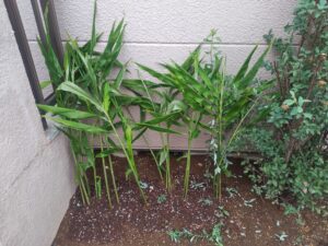 露地栽培　ミョウガ