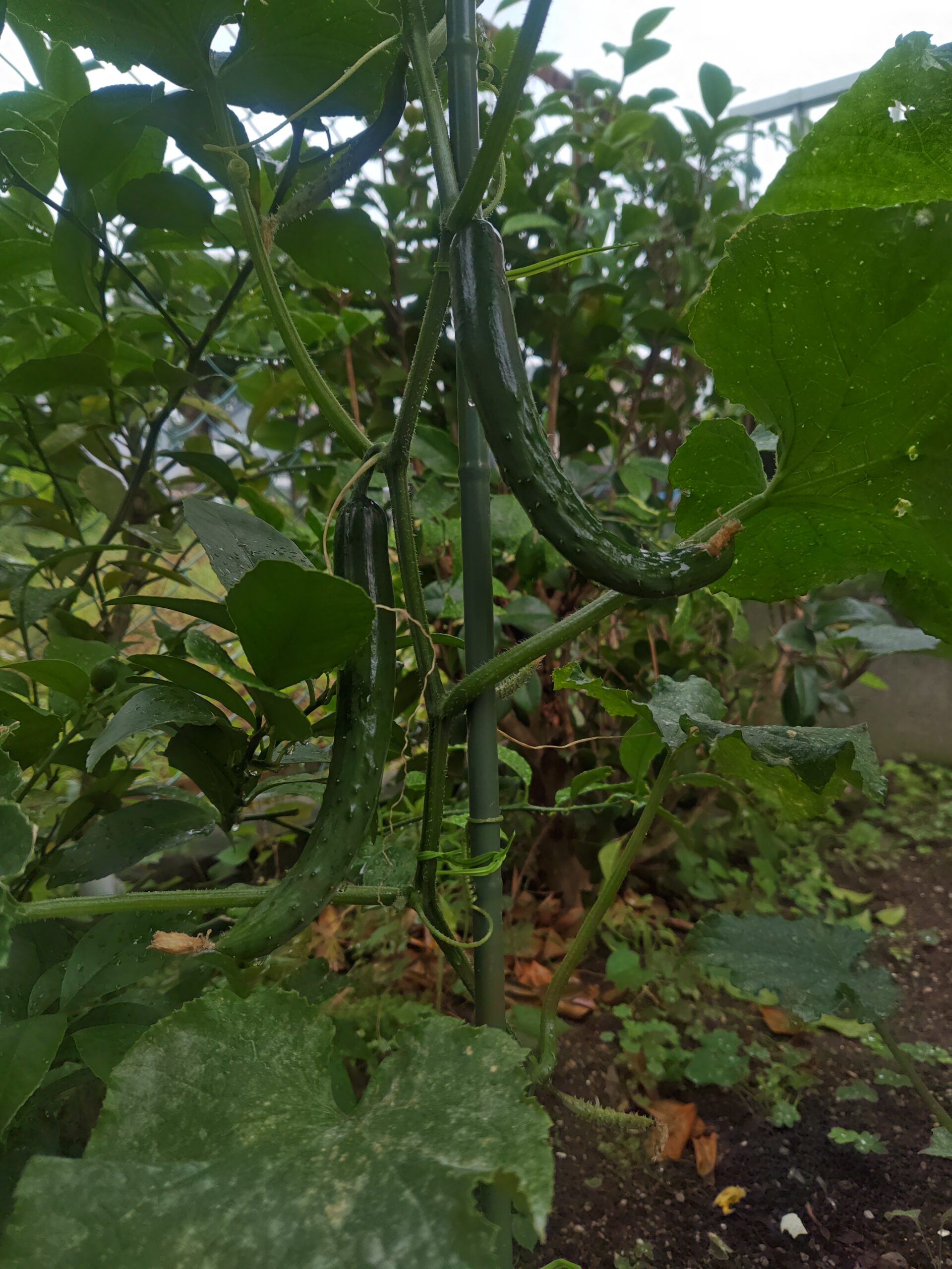 露地栽培　きゅうり