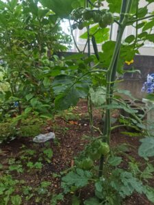 露地栽培 ミニトマト
