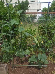 露地栽培　キュウリ　振り返り