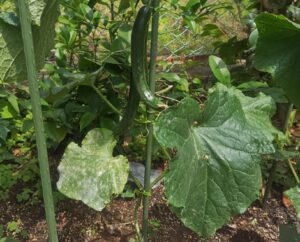 露地栽培　キュウリ　病害虫