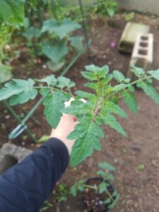 ミニトマト　露地栽培