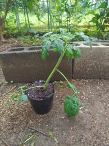 ミニトマト　脇芽