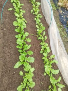 露地栽培　ラディッシュ 防虫ネット