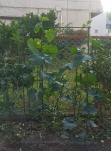 露地栽培　キュウリ　振り返り