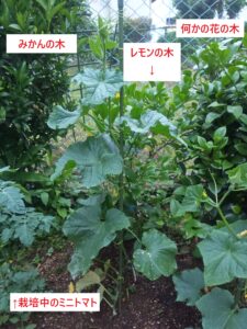 キュウリ栽培　振り返り