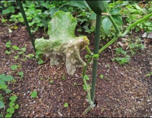 露地栽培　キュウリ　病害虫