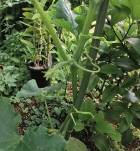 露地栽培　キュウリ　振り返り